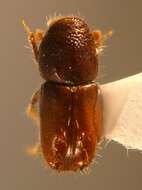 Image of Six-toothed spruce bark beetle