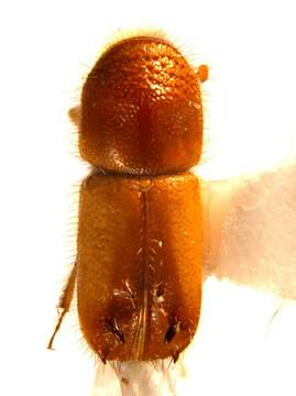 Image of Pityogenes bistridentatus Wood & Bright 1992