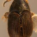 Image of <i>Phloeotribus scarabaeoides</i>