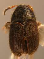 Image of <i>Phloeotribus scarabaeoides</i>
