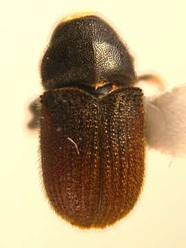 Image of <i>Phloeosinus aubei</i>