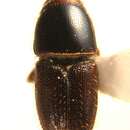 Image of Scolytus