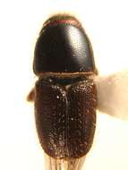 Image of Scolytus