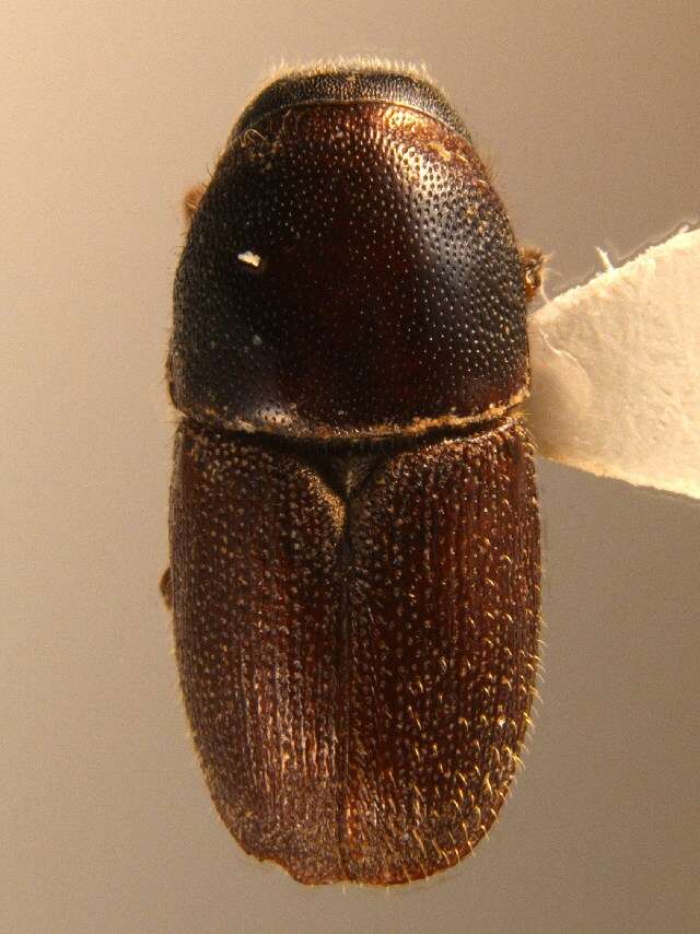 Image of oak bark beetle