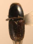 Image of White beech bark beetle