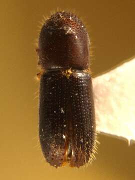 Image of Bark beetle