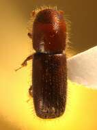 Image of Ambrosia beetle