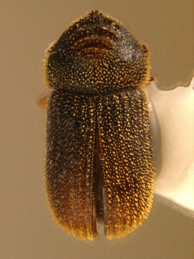 Image of Bast bark beetle