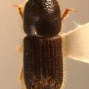 Image of Mediterranean pine beetle