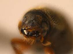 Image of Polygraphus rufipennis Wood & Bright 1992