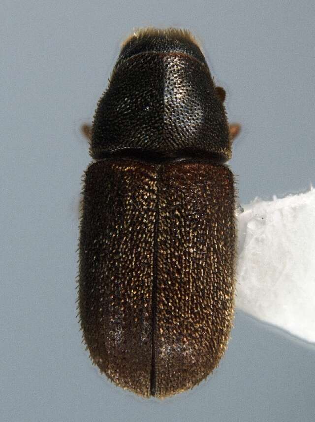Image of Polygraphus rufipennis Wood & Bright 1992