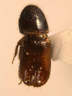 Image of Six-toothed spruce bark beetle