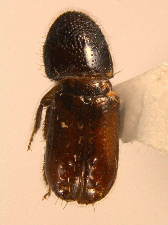 Image of Six-toothed spruce bark beetle