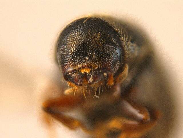 Image of Polygraphus proximus Blandford 1894