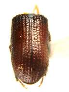 Image of Common pine shoot beetle