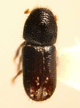 Image of Six-toothed spruce bark beetle