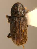 صورة Hylastes opacus Erichson 1836