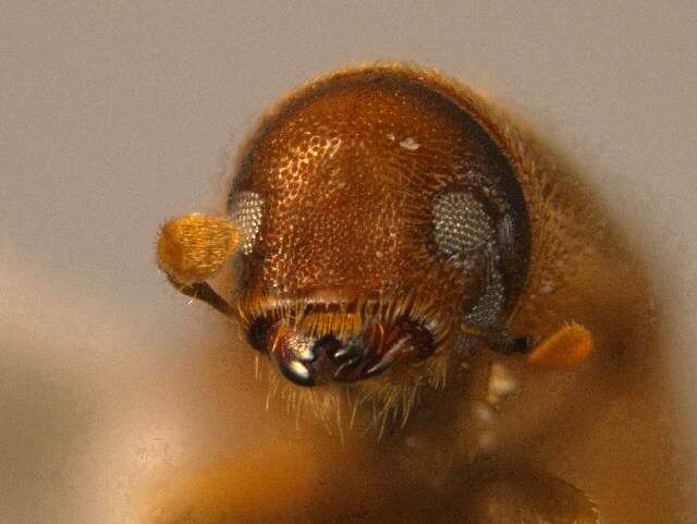 Image of Polygraphus subopacus Thomson & C. G. 1871