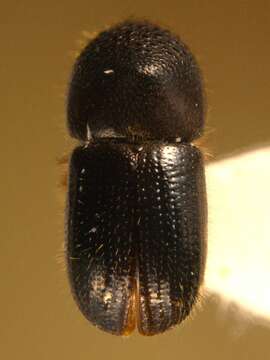 Image of Anisandrus maiche Hulcr, Dole, Beaver & Cognato 2007