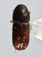 Image of Six-toothed spruce bark beetle