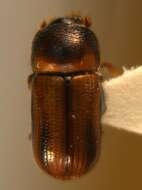 Image of Striped Ambrosia Beetle