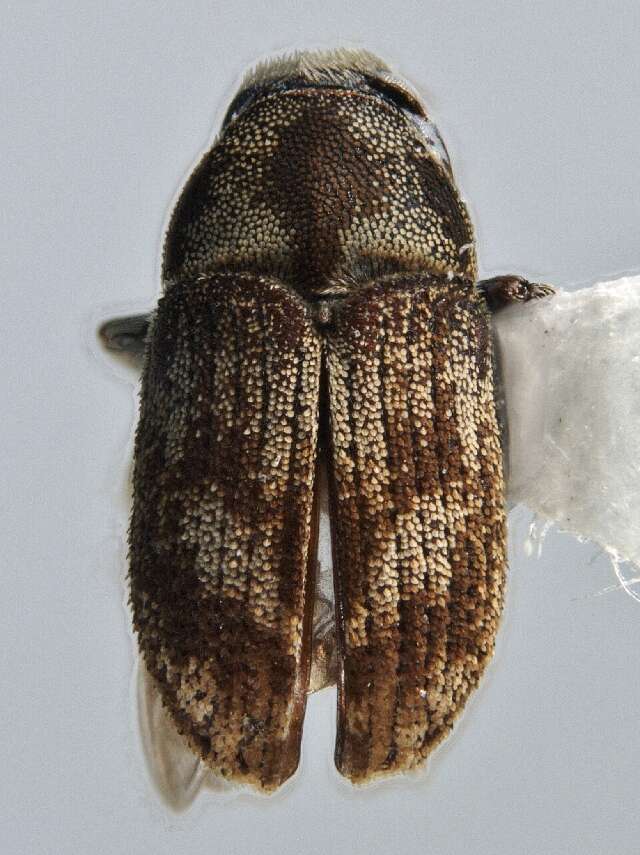 Image of Eastern Ash Bark Beetle