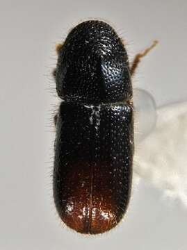 Image of Two-toothed pine beetle