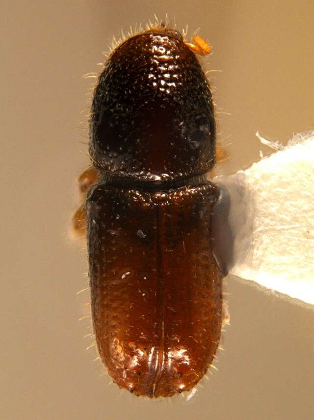 Image of Six-toothed spruce bark beetle