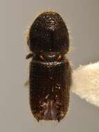 Image of Pityogenes bistridentatus Wood & Bright 1992