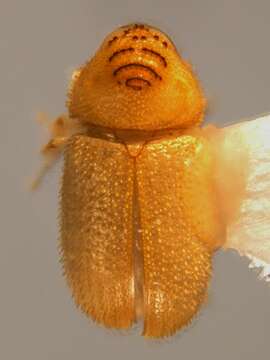 Image of Bast bark beetle