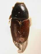 Image of oak bark beetle