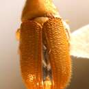 Image of Larger pine shoot beetle
