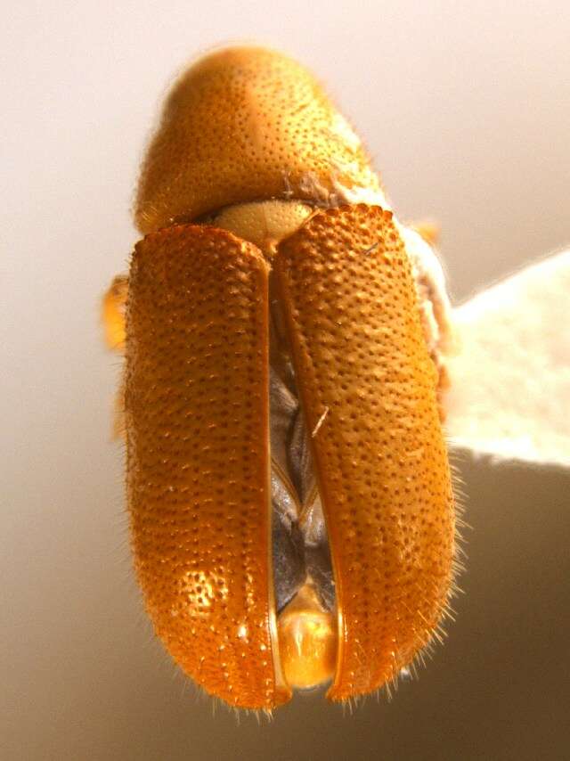 Image of Common pine shoot beetle