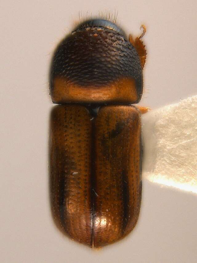 Image of Striped Ambrosia Beetle