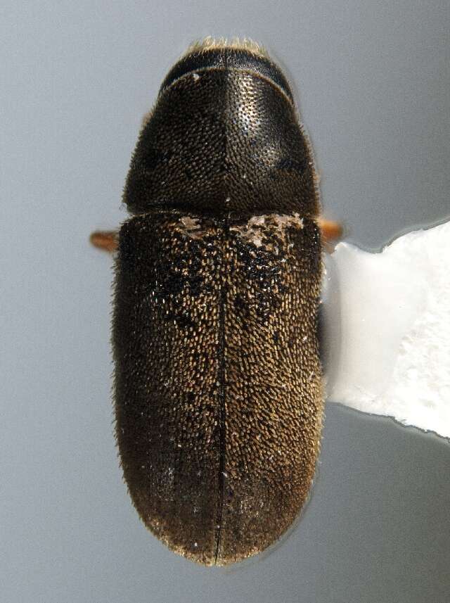 Image of Polygraphus