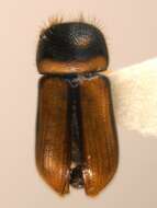 Image of Striped Ambrosia Beetle