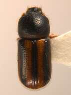 Image of Striped Ambrosia Beetle