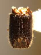 Image of Mediterranean pine beetle