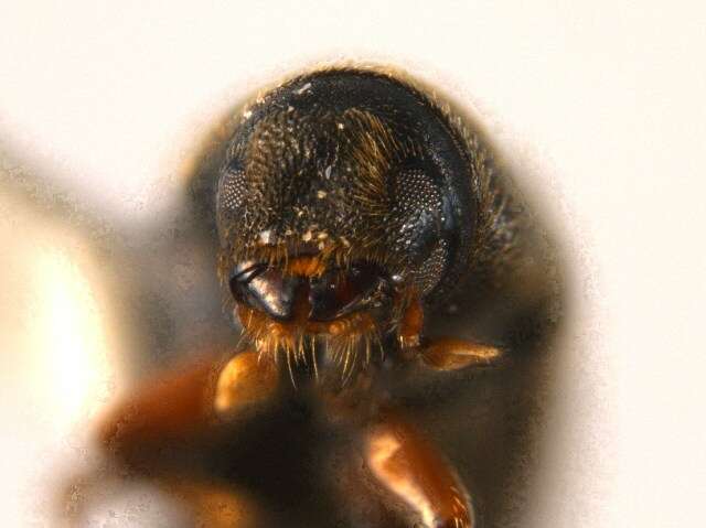 Image of Polygraphus rufipennis Wood & Bright 1992