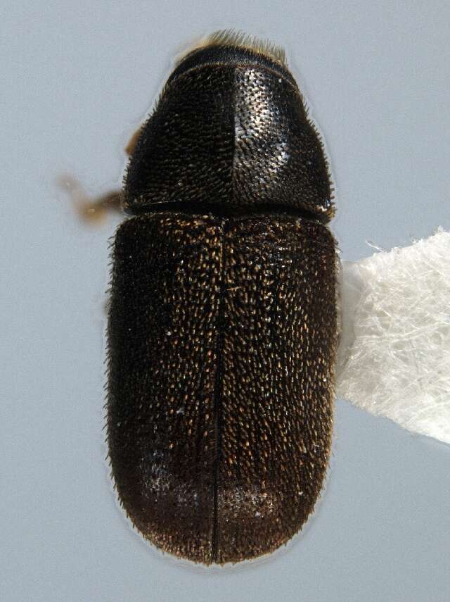 Image of Polygraphus rufipennis Wood & Bright 1992