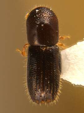 Image of Bark beetle