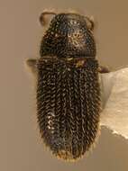 Image of Phloeotribus lecontei Schedl 1962