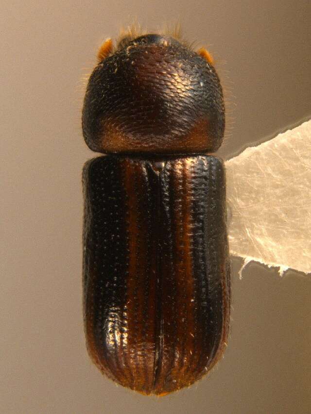 Image of Striped Ambrosia Beetle