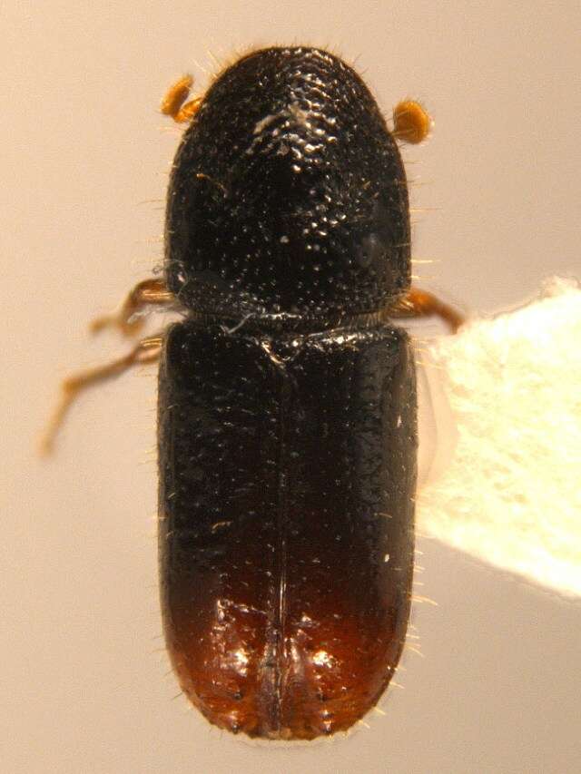 Image of Six-toothed spruce bark beetle