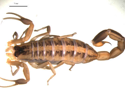 Image of scorpions