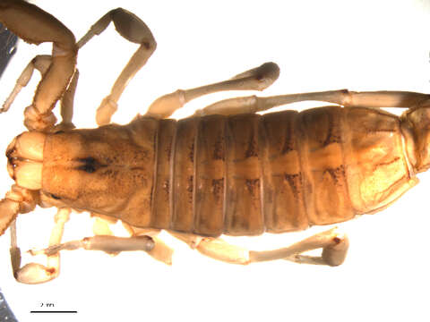 Image of Paravaejovis spinigerus (Wood 1863)