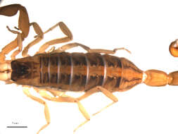 Image of scorpions