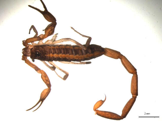 Image of Bark Scorpions