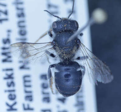 Othinosmia jansei (Brauns 1926)的圖片