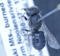 Image of Othinosmia